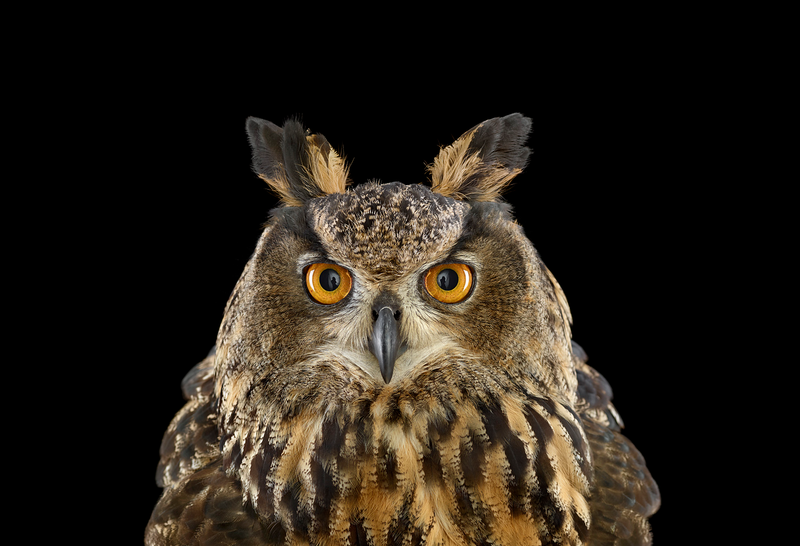 Illustration for article titled Take A Moment To Marvel At These Unusually Intimate Owl Portraits